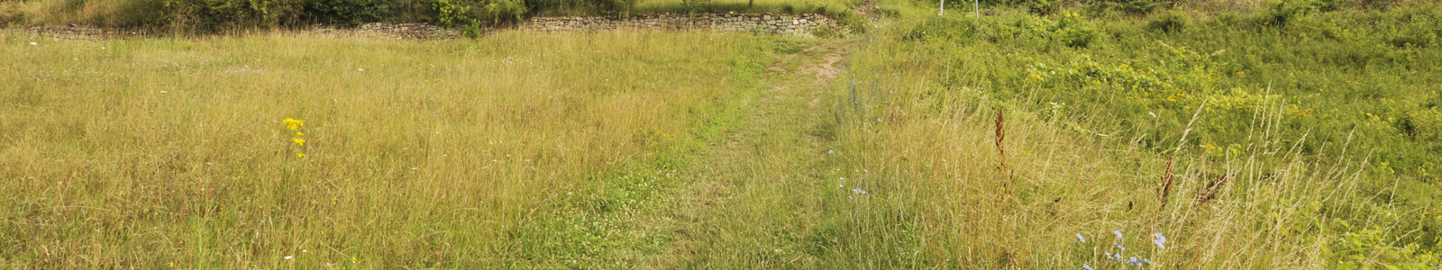 Feldweg, rechts und links davon eine Wiese ©DLR